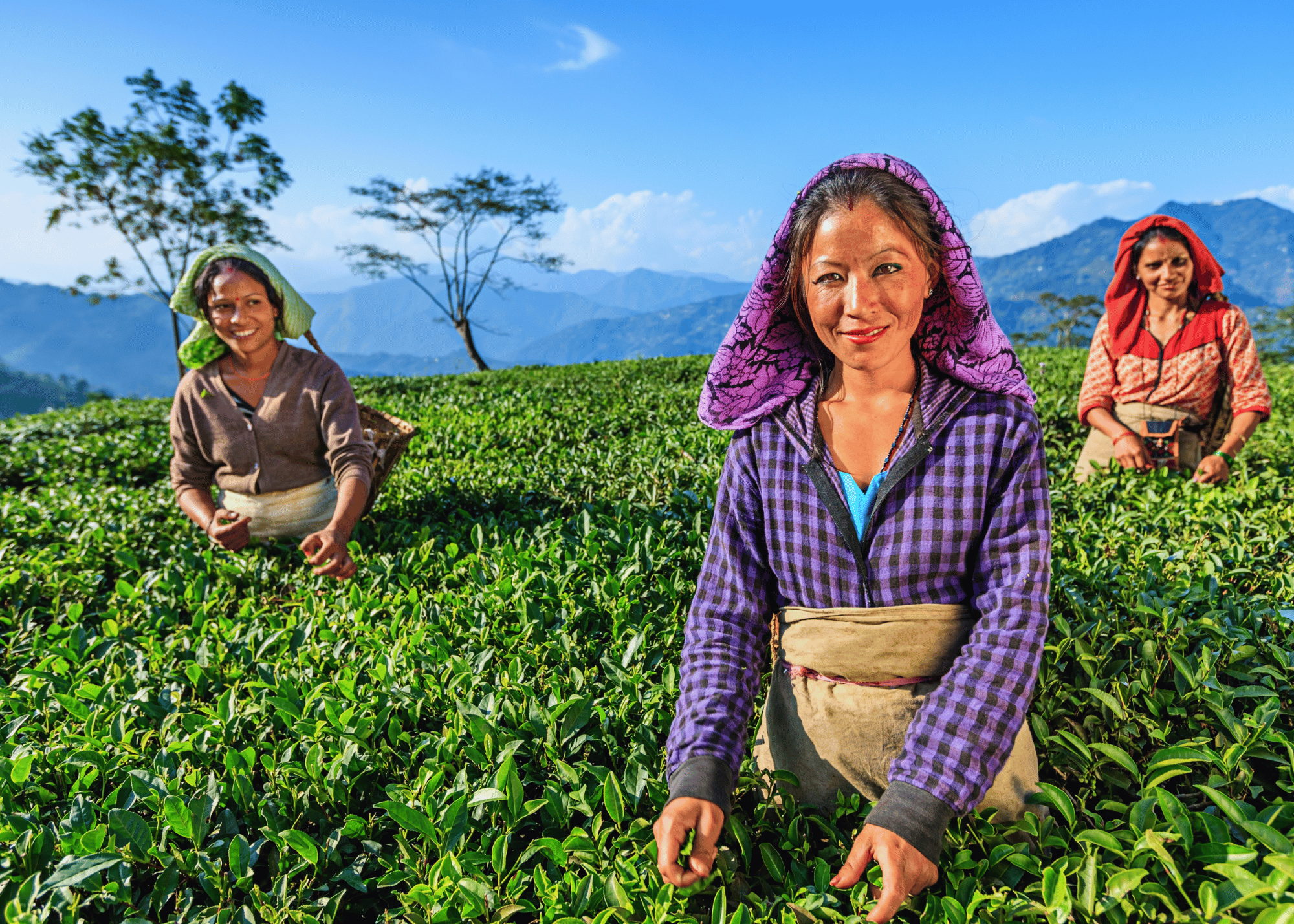 Darjeeling
