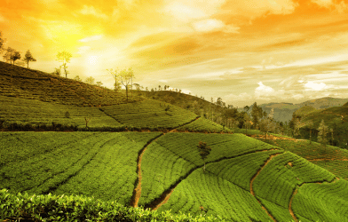 Assam-1